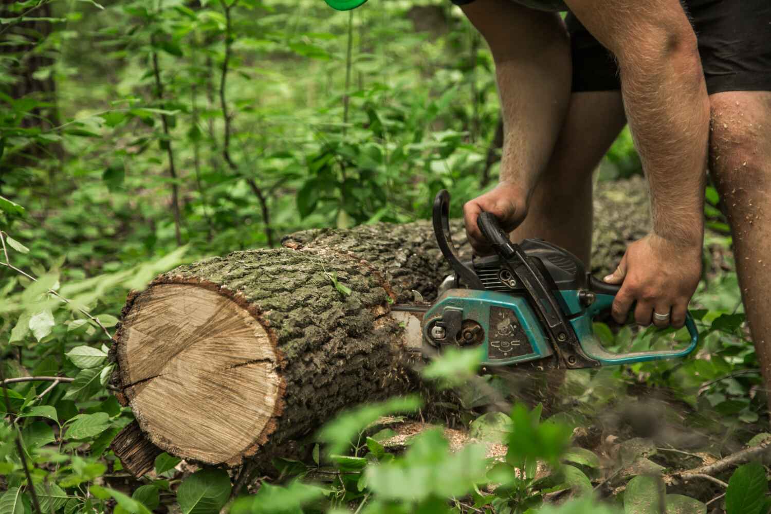 Best Tree Care Services  in Clayton, NJ